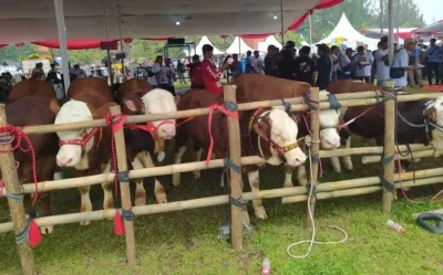 Kontes APPSI Piala Presiden 2026, Ajang Pembuktian Sapi Berkualitas